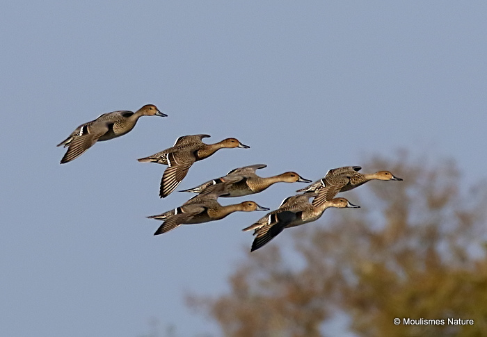 Northern Pintail (Anas acuta), Canard pilet