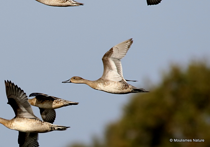 Northern Pintail (Anas acuta), Canard pilet