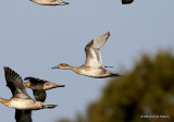 Northern Pintail (Anas acuta), Canard pilet