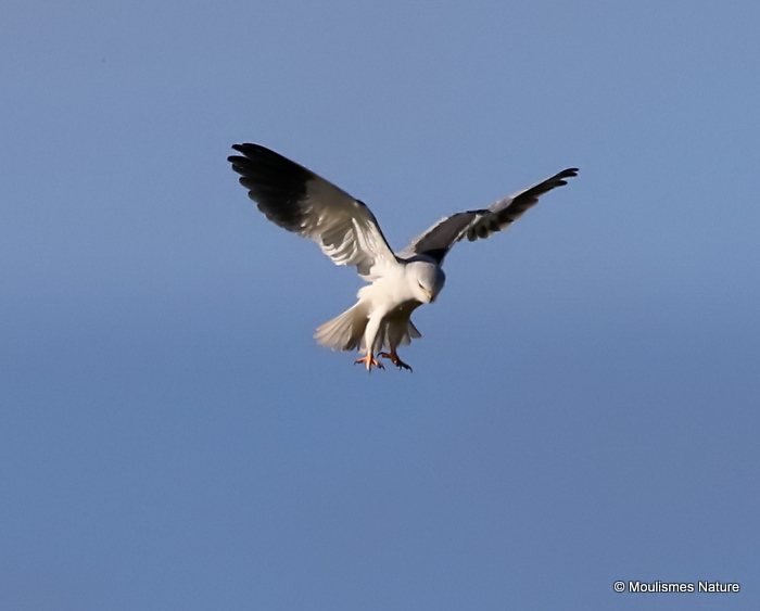 Elanus caeruleus Ad