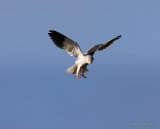 Elanus caeruleus Ad