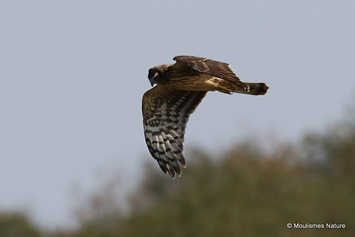 Hen Harrier (Circus cyaneus) Juv