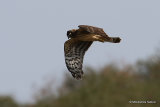 Hen Harrier (Circus cyaneus) Juv