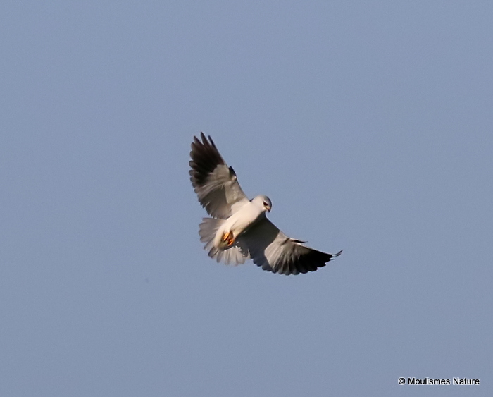 Elanus caeruleus Ad