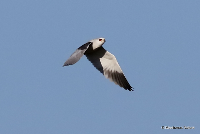 Elanus caeruleus Ad