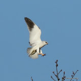 Elanus caeruleus Ad