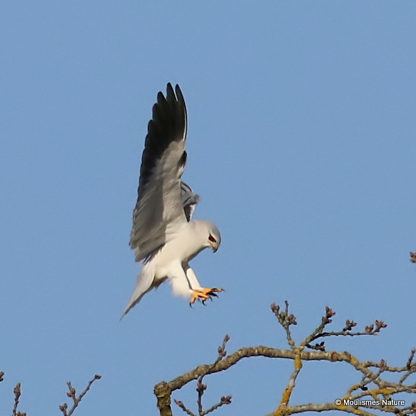 Elanus caeruleus Ad