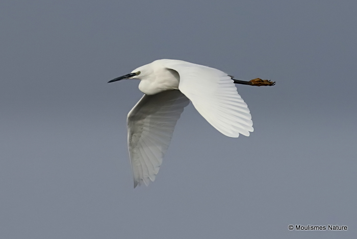 Little Egret (Egretta garzetta)