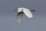 Little Egret (Egretta garzetta) Ad-W