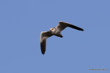 Elanus caeruleus Ad