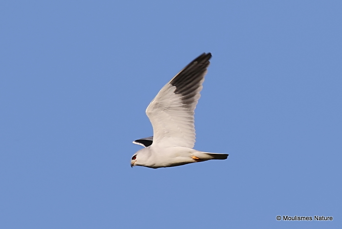 Elanus caeruleus Ad