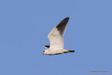 Elanus caeruleus Ad