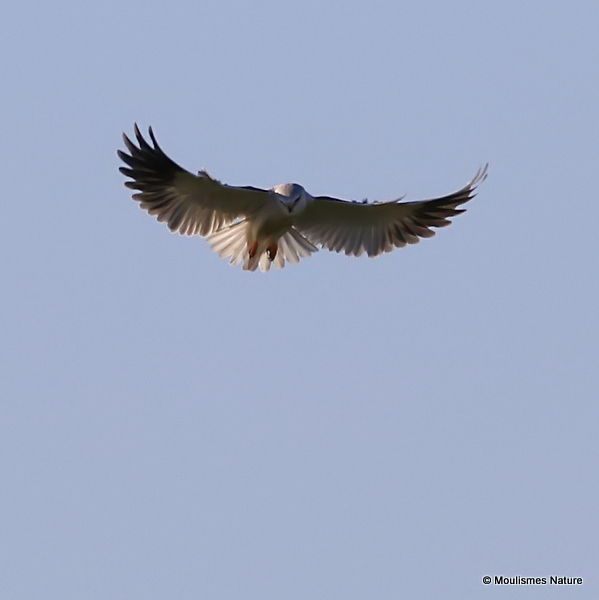 Elanus caeruleus Ad