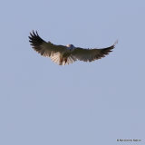 Elanus caeruleus Ad