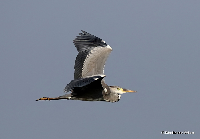 Grey Heron (Ardea cinerea) Imm