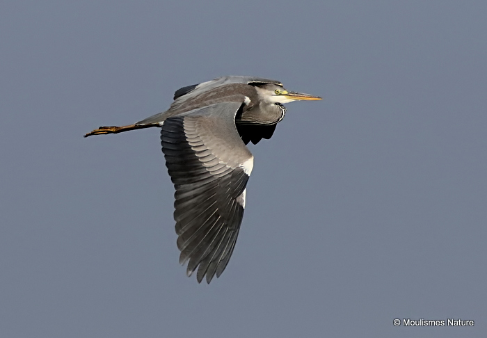 Grey Heron (Ardea cinerea) Imm