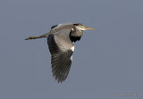 Grey Heron (Ardea cinerea) Imm, Héron cendré