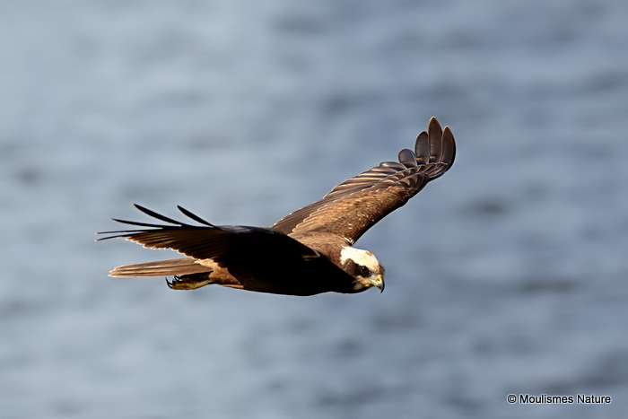 Circus aeruginosus Juv