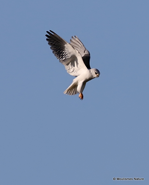 Elanus caeruleus Ad
