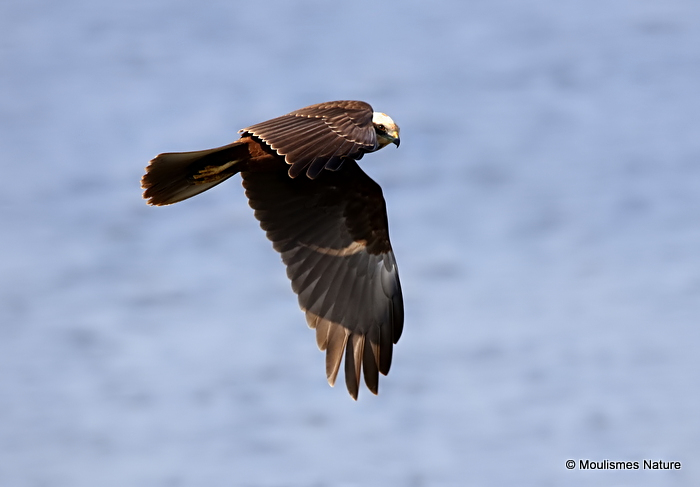 Circus aeruginosus Juv