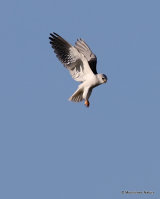 Elanus caeruleus Ad