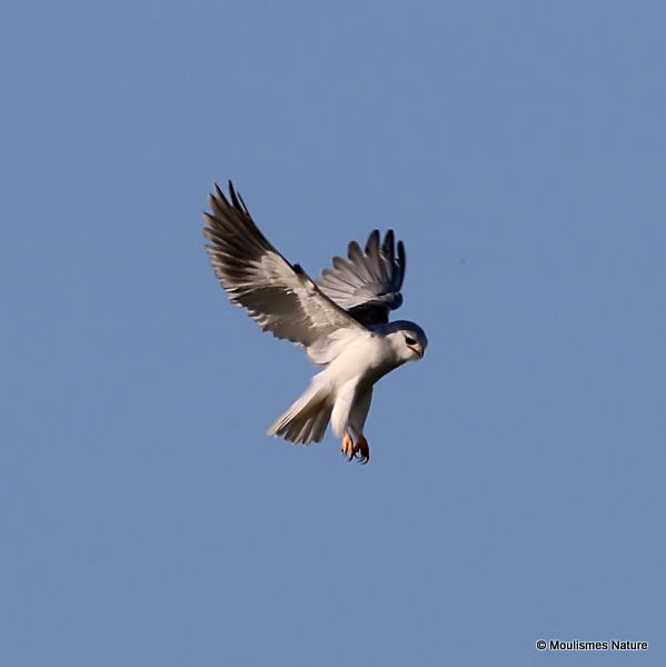 Elanus caeruleus Ad