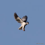 Elanus caeruleus Ad