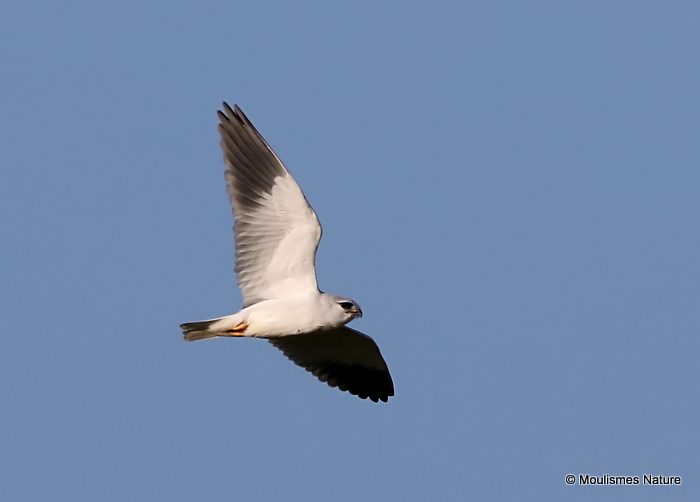 Elanus caeruleus Ad