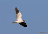 Elanus caeruleus Ad
