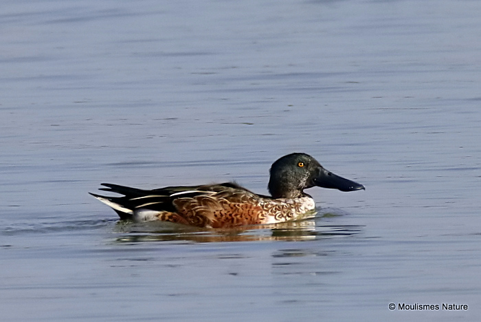 Northern Shoveler (Anas clypeata) M