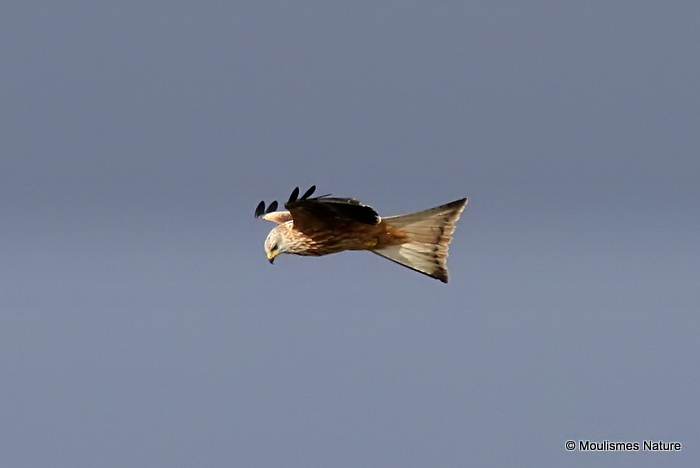 Red Kite (Milvus milvus) Juv