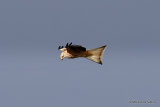 Red Kite (Milvus milvus) Juv