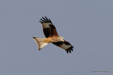 Red Kite (Milvus milvus) Juv