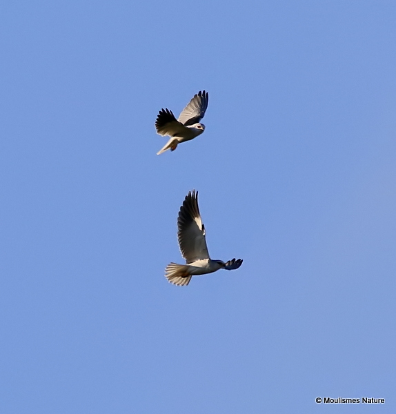 Elanus caeruleus Ad + Juv