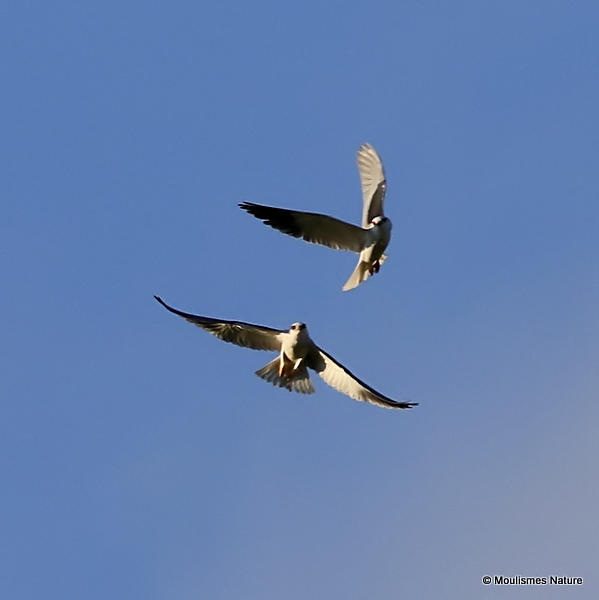 Elanus caeruleus Ad + Juv
