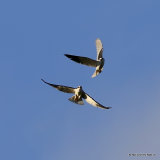 Elanus caeruleus Ad + Juv