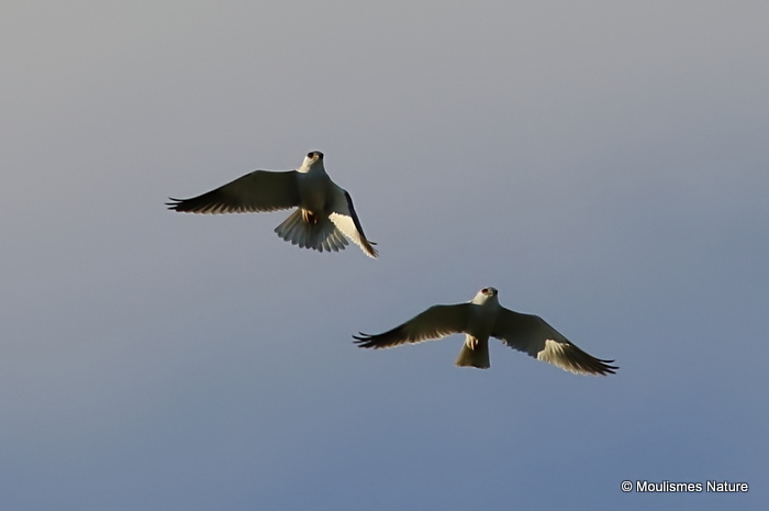 Elanus caeruleus Ad + Juv