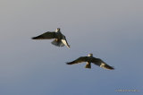 Elanus caeruleus Ad + Juv