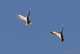 Elanus caeruleus Ad + Juv