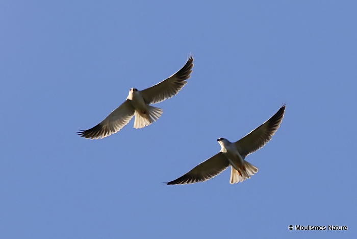 Elanus caeruleus Ad + Juv