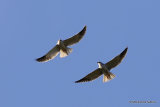 Elanus caeruleus Ad + Juv