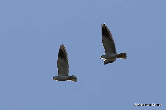 Elanus caeruleus Ad + Juv