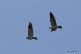 Elanus caeruleus Ad + Juv
