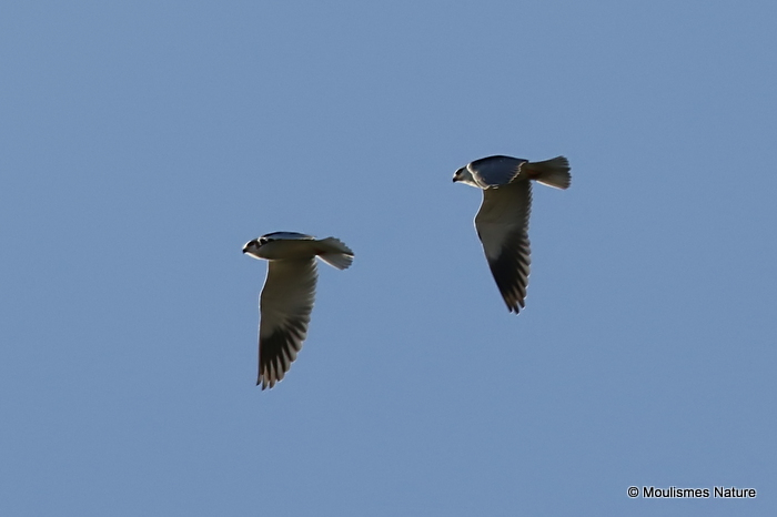 Elanus caeruleus Ad + Juv