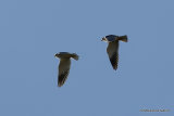 Elanus caeruleus Ad + Juv