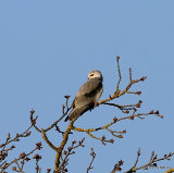 Elanus caeruleus Ad
