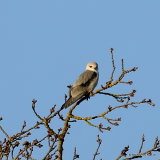 Elanus caeruleus Ad
