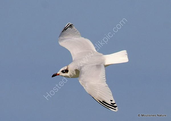 L. melanocephalus 2nd-winter