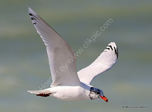 L. melanocephalus 2nd-summer