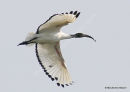 Sacred Ibis (Threskiornis aethiopicus)